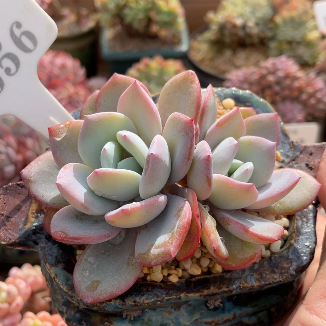 0656奶茶不带盆10厘米