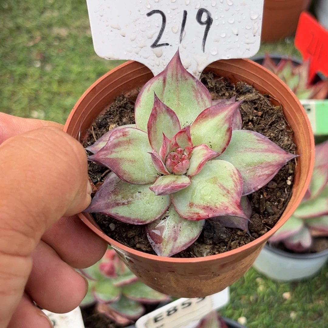 秋***来惊鸿仙子多肉植物大219