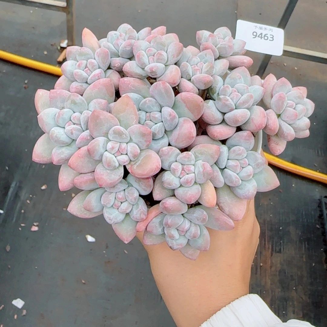 小脸香水群，9463多肉植物