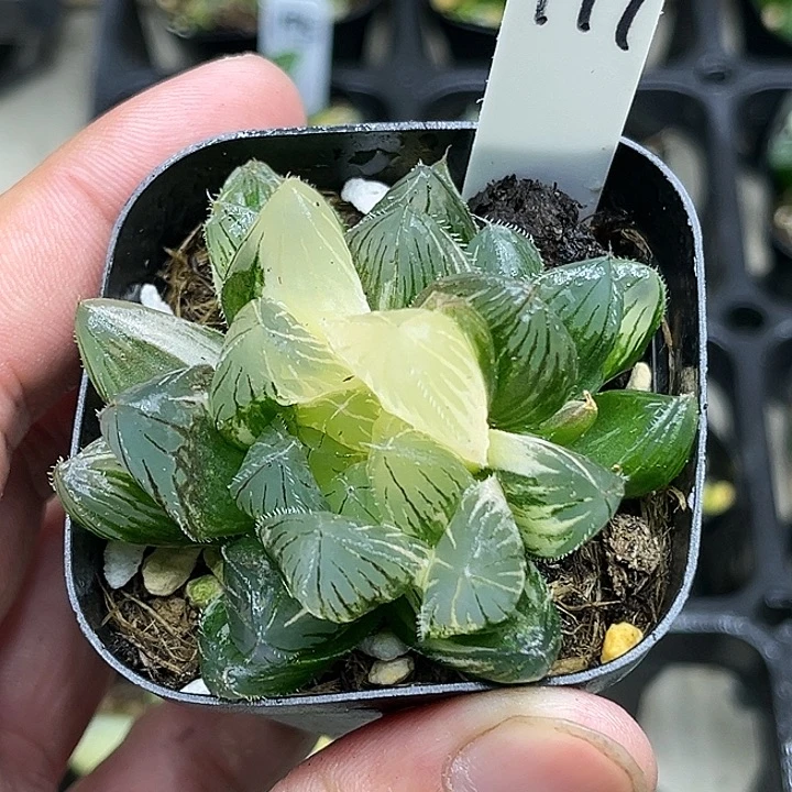 197双头特大蓝镜玉露锦
