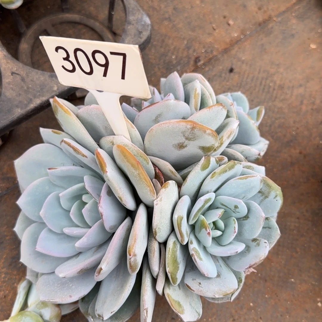 小***干3097。       奶茶四头