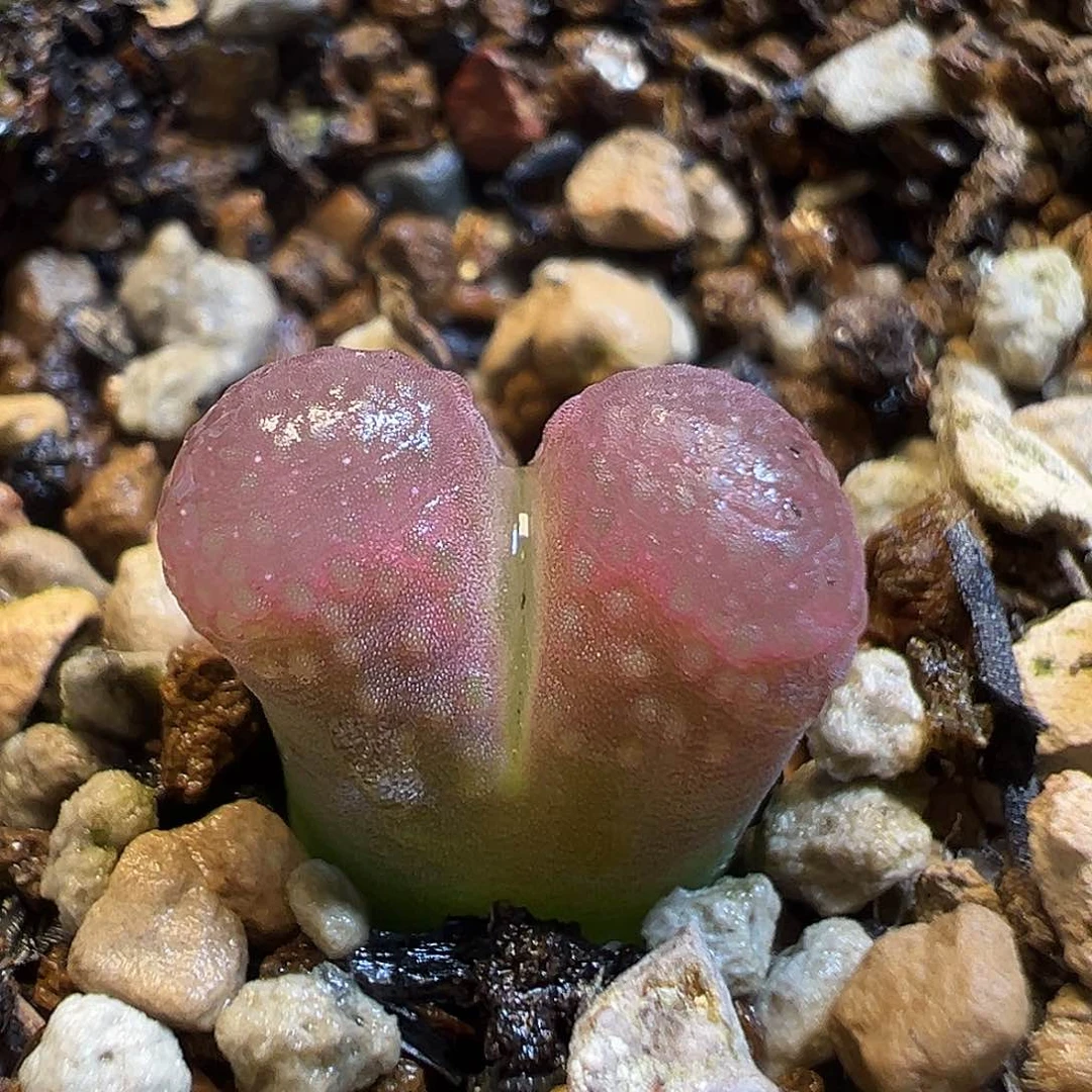 61多肉植物樱花1453.9