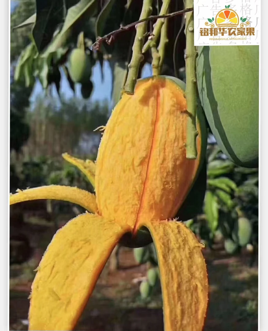 雷州覃斗特产蛋芒