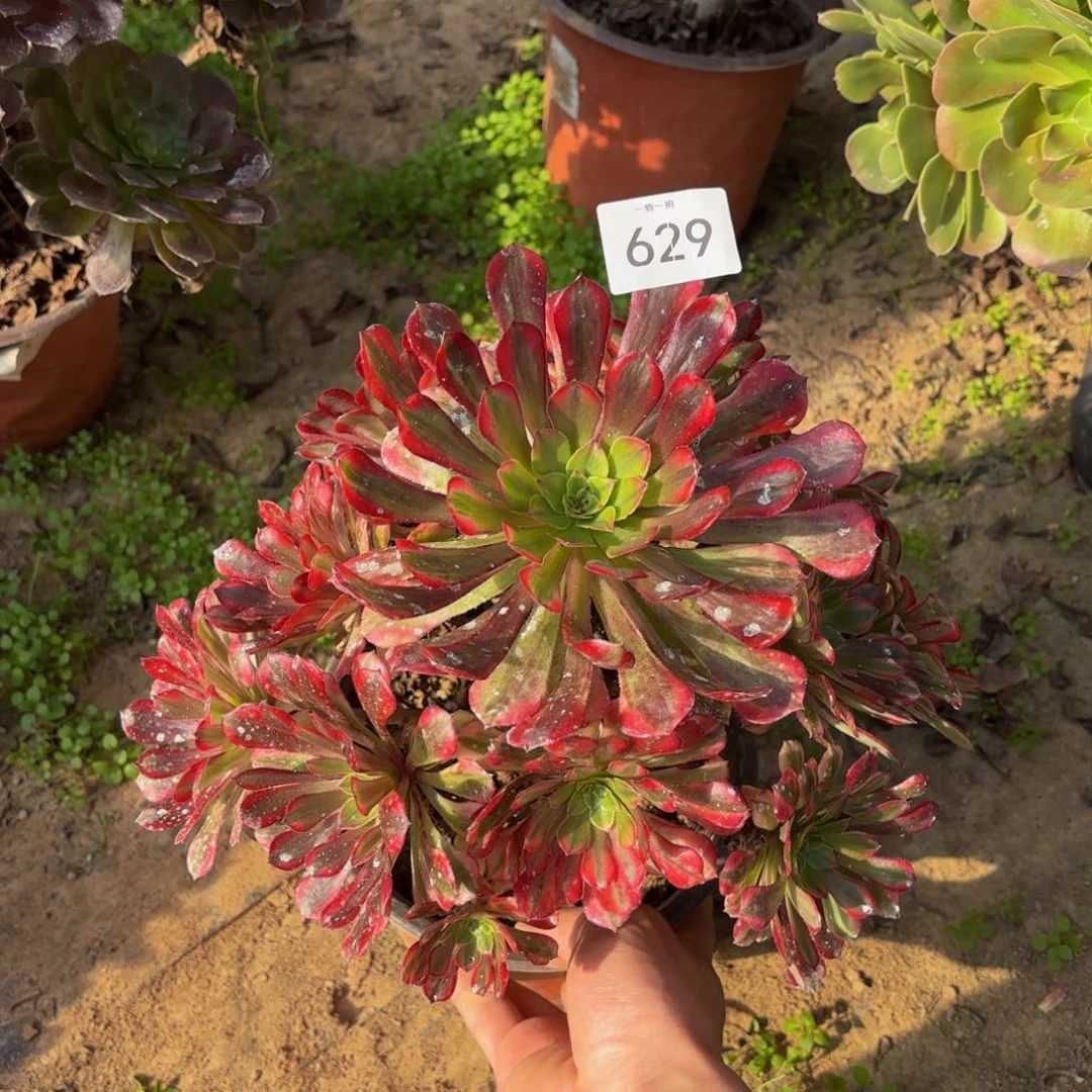 红铜白629多肉植物