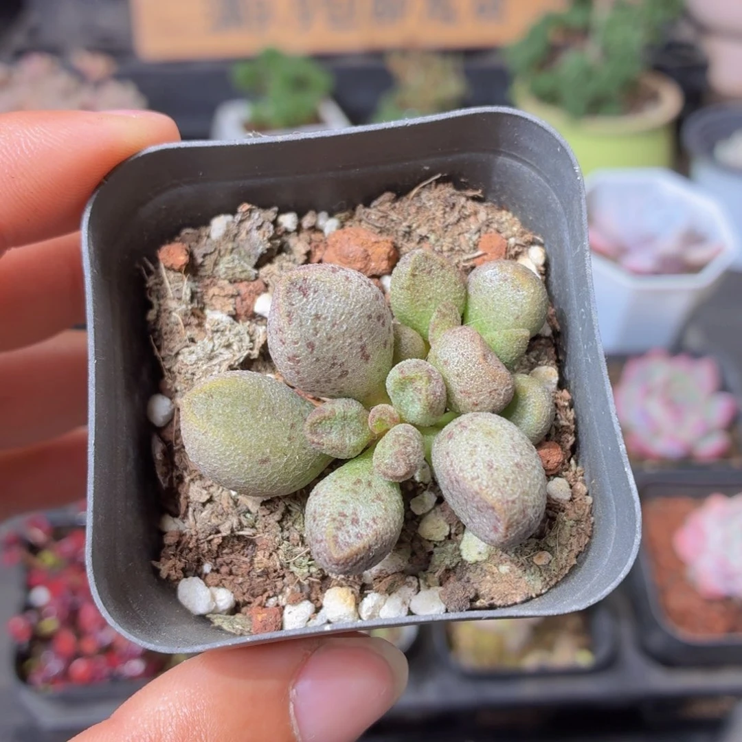 玛丽安水泡多肉9.9包邮发货