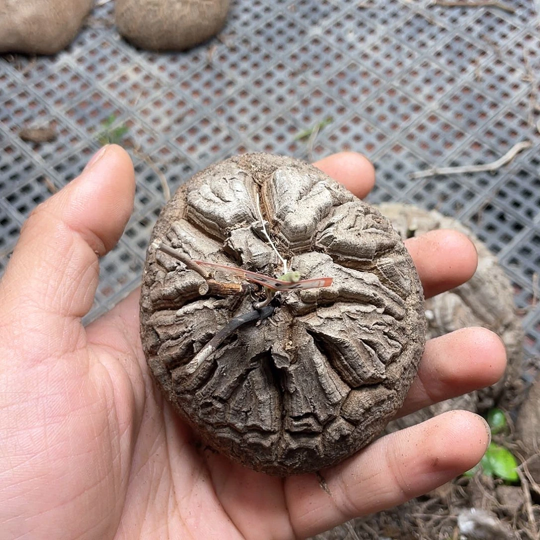 龟甲龙一物一拍8.5cm