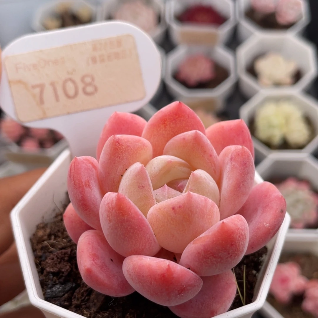 心心糖7108-5.5厘米