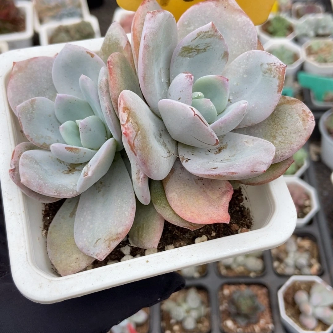 2101奶茶多肉植物