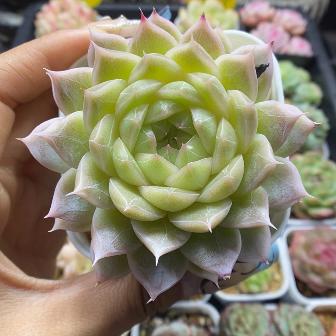 暗纹麦秆可拍5321号。