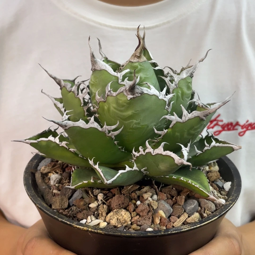 一***雄海邊海王888888888