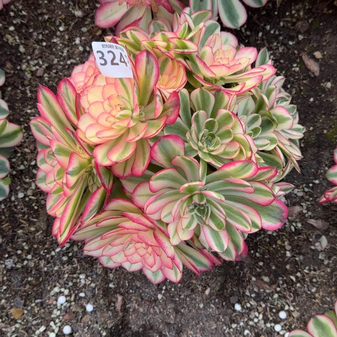 3243荔枝多肉植物