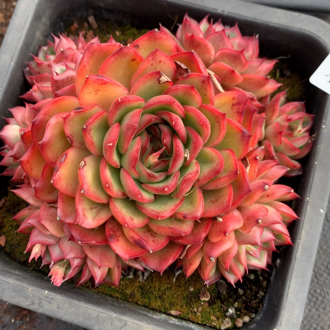 421新年快乐发发发