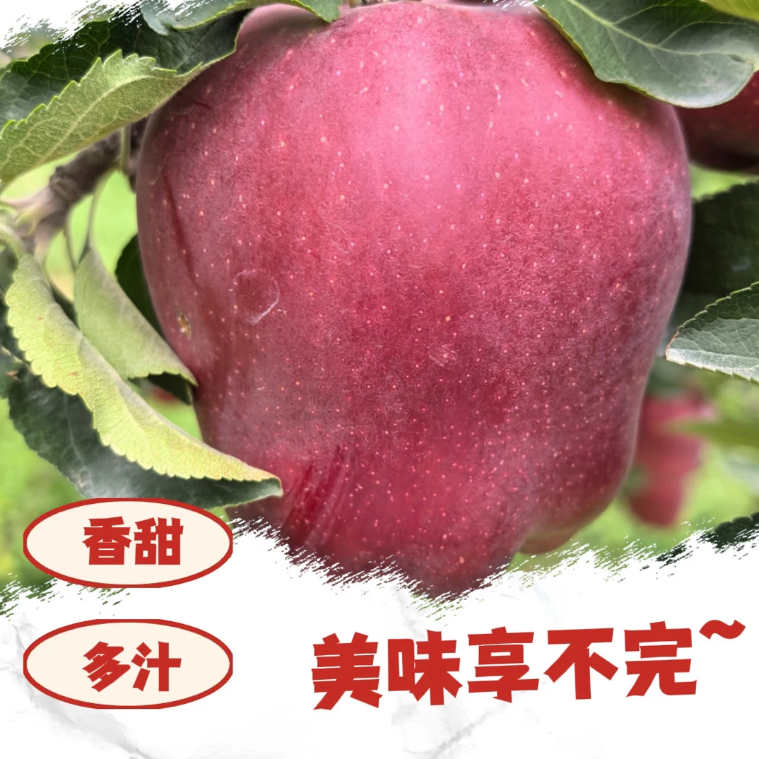 【中果福利】天水秦安红元帅红星花牛苹果新鲜水果当季现摘