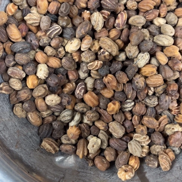 吊坠千眼菩提龙脊菩提半斤。