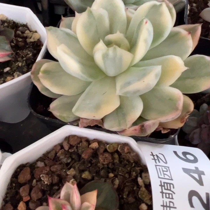 草莓蛋糕锦多肉植物1264