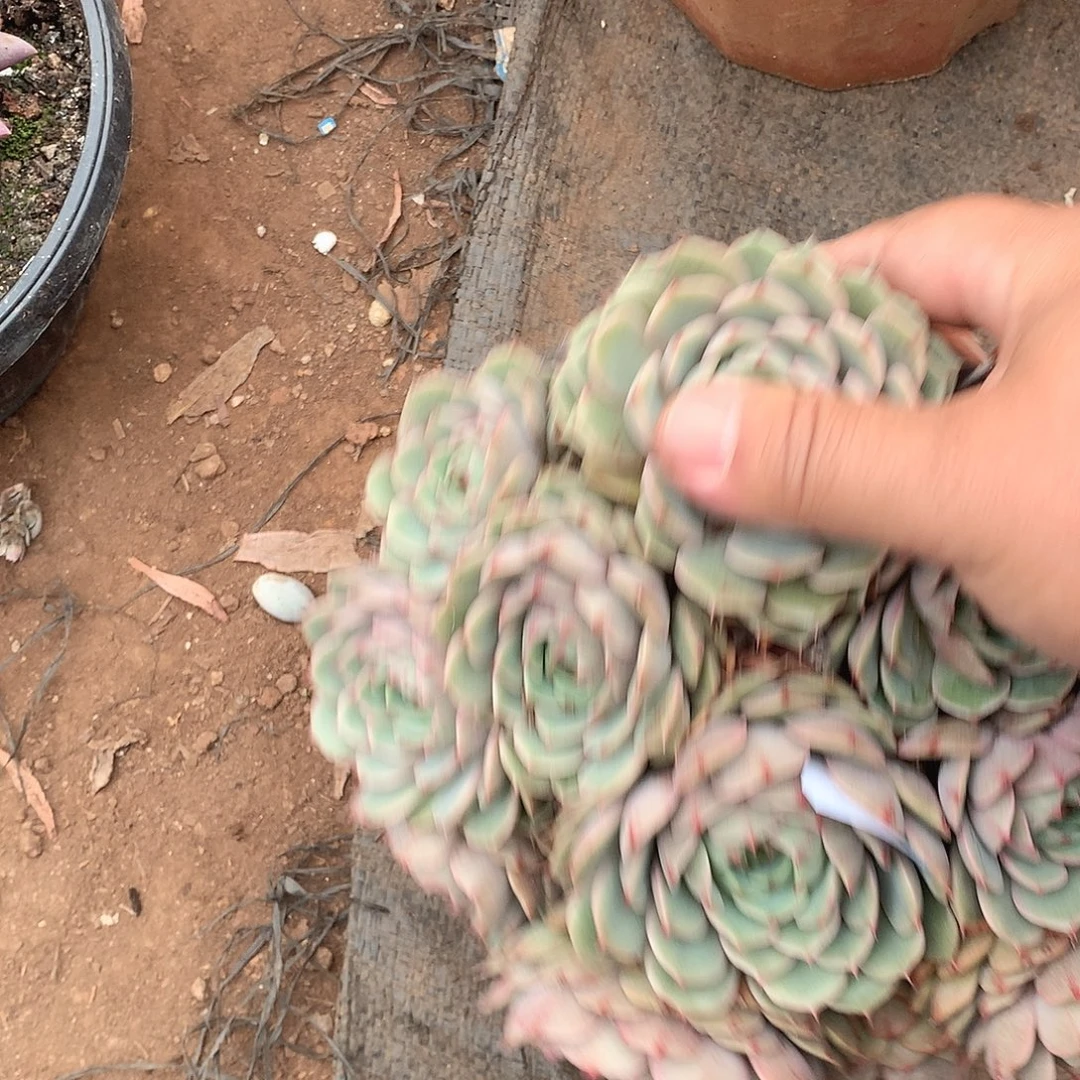 304笨巴蒂斯 一物一拍多肉