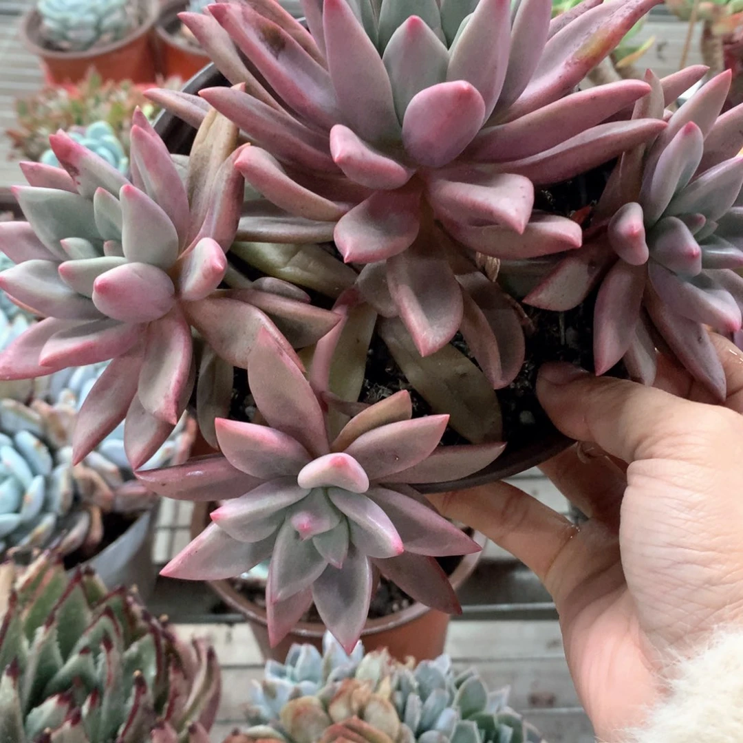 °****°桃花源四头多肉植物