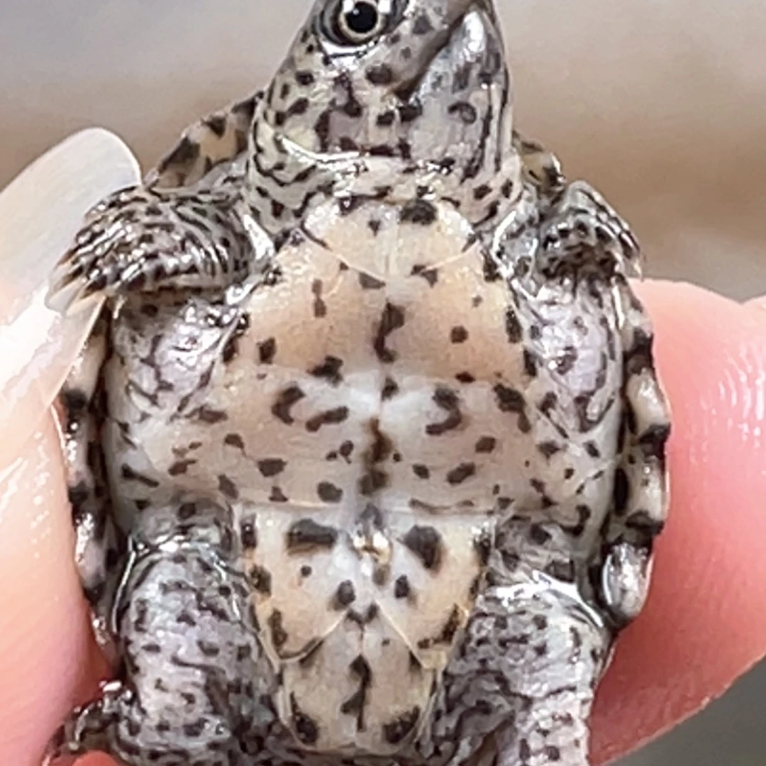 剃刀龟不分公母A18全品粗纹满纹黑刀