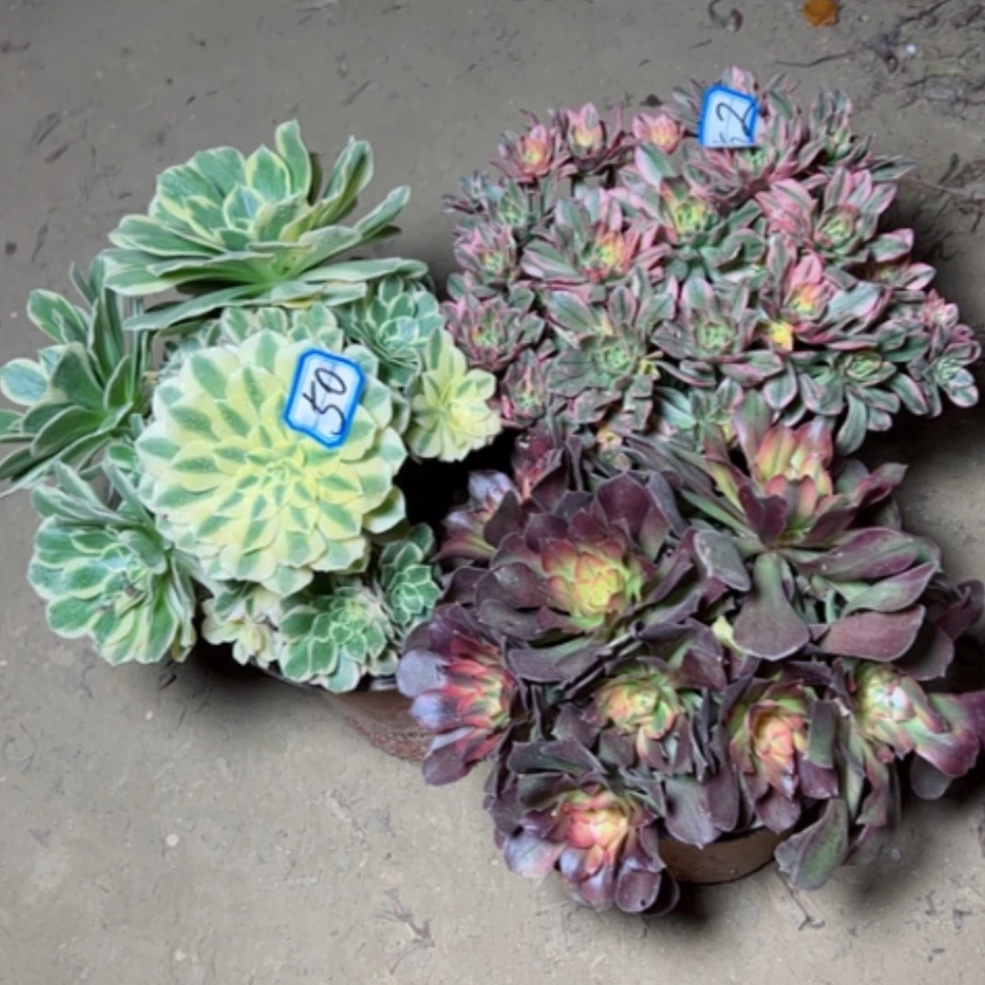 【闪购商品】断枝不包50