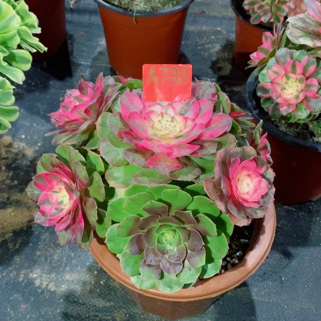 荔枝788多肉111111