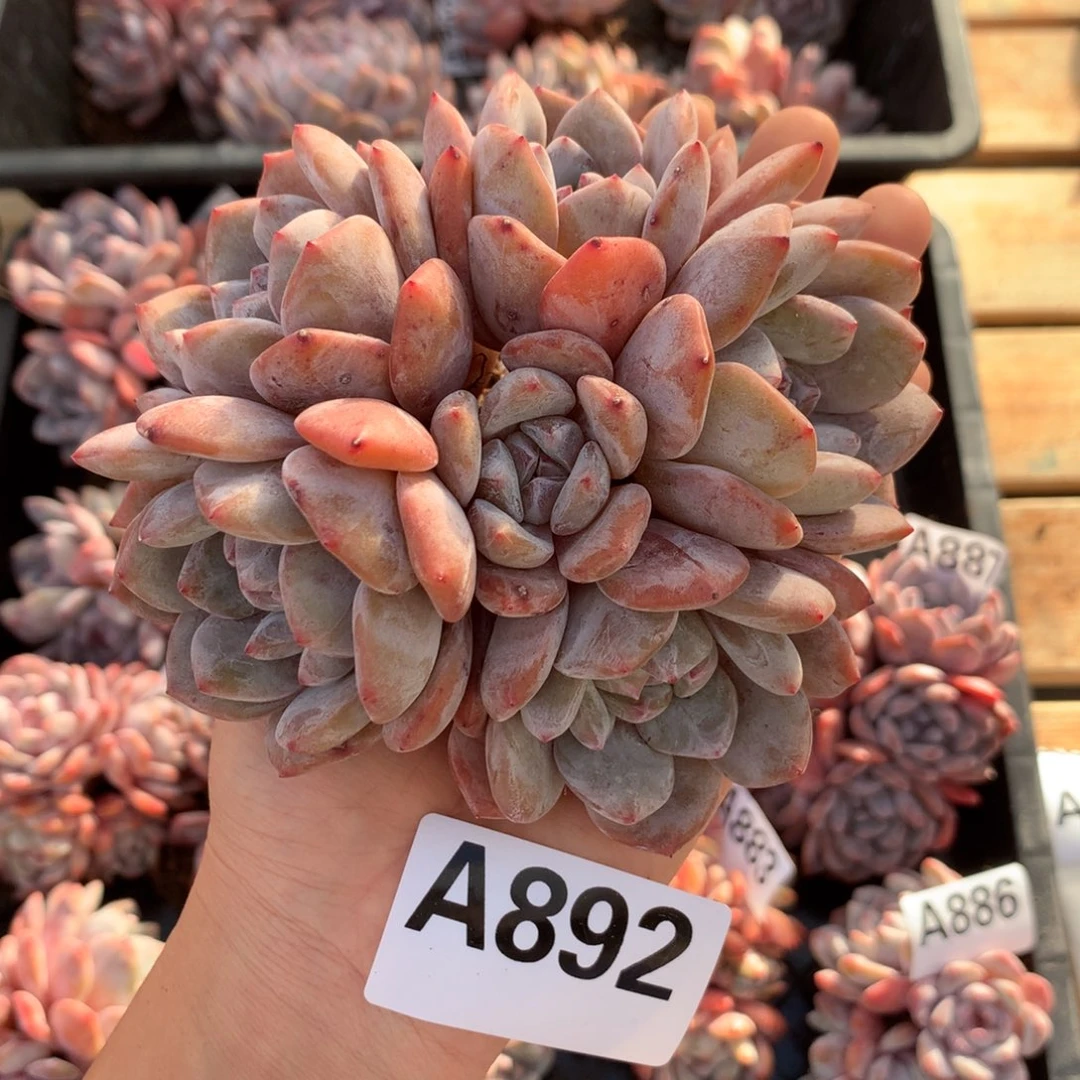 A892 橙梦露 老桩群生 清仓12cm