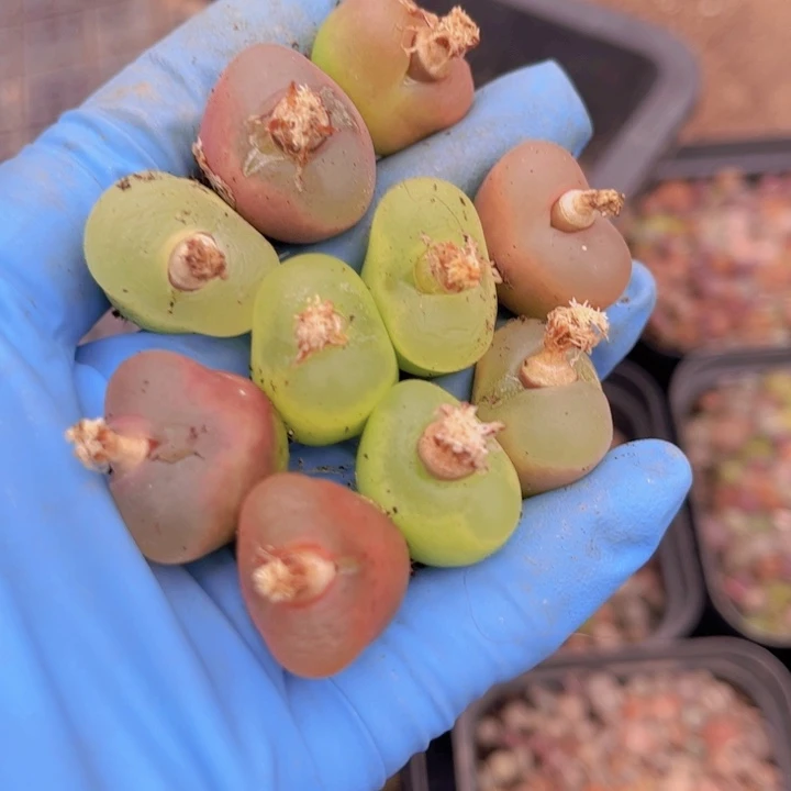 十颗毛毛8888888000000