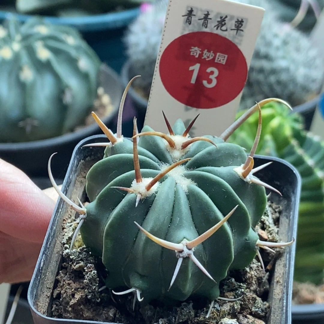 实生豪刺龙剑丸3.9cm