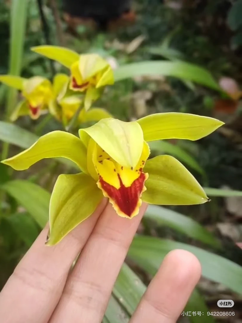 云南本地兰草 虎头兰