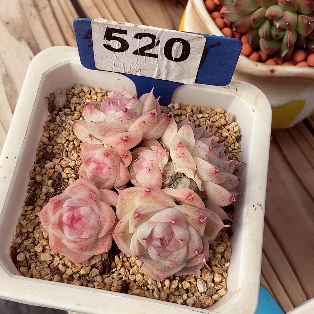 安**儿麦秆7cm不包整群