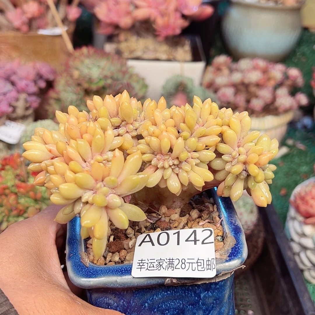 幸运的是我的哥的