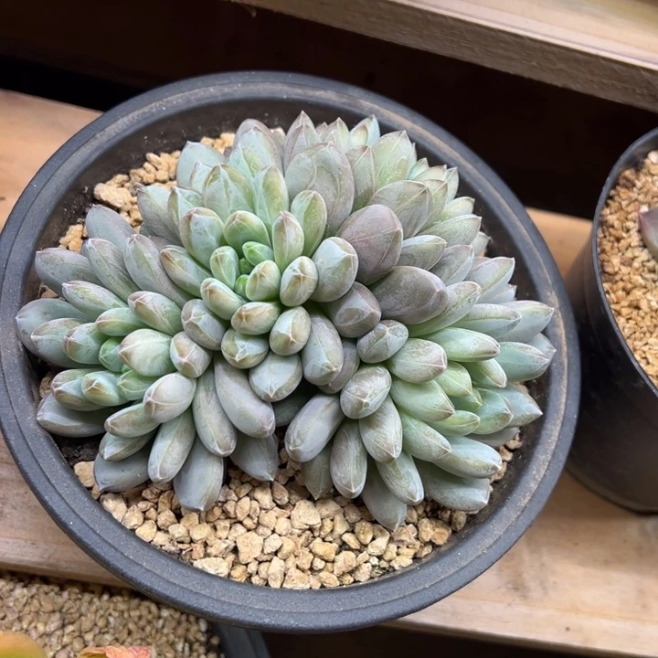 咖啡豆美人 夏鸣园艺