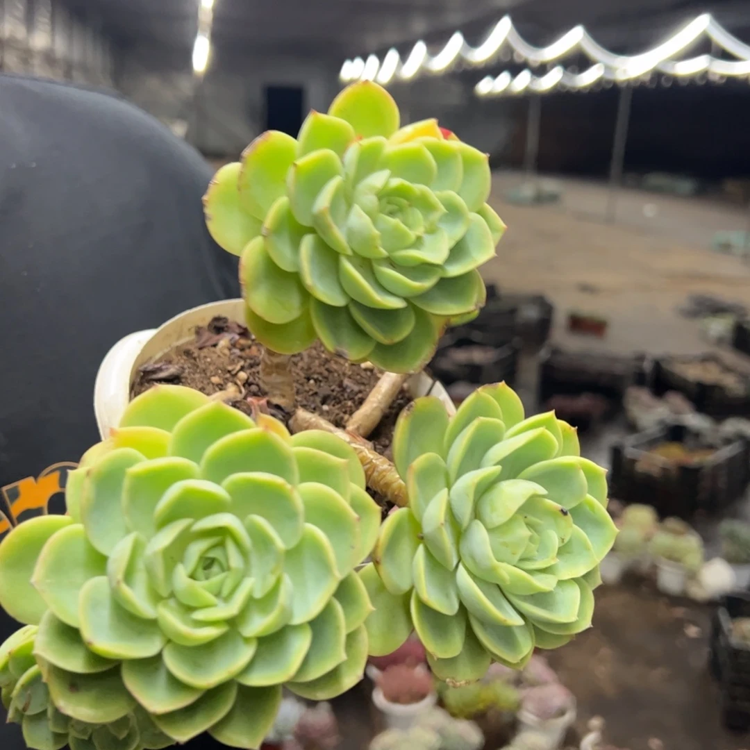 哈密瓜四大头起发