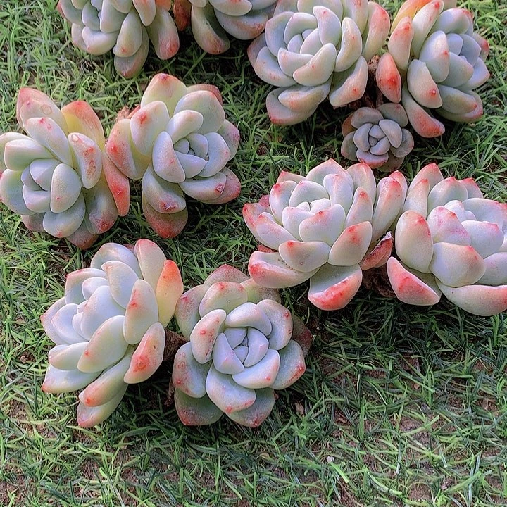 一物一拍，福利粗腿双头冰玉5颗