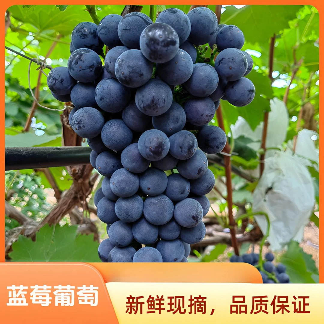 蓝莓葡萄新鲜美味口感纯正现摘现发品质优选8斤装