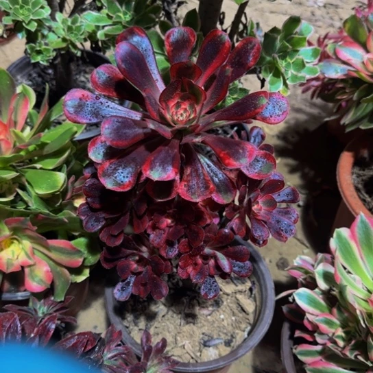 香奈儿9.9多肉植物