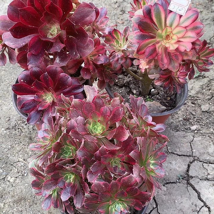 230美杜莎香奈安娜多肉