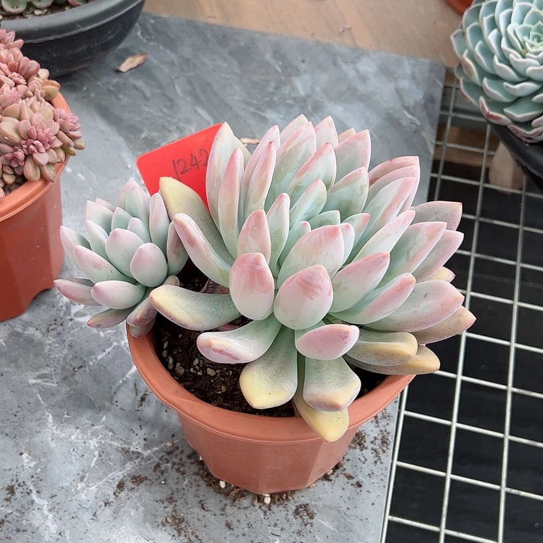 Z****?1242奥普多肉植物