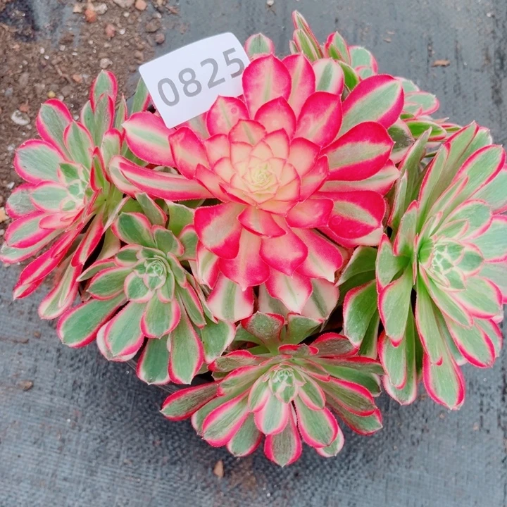 孔雀翎多肉发货发货