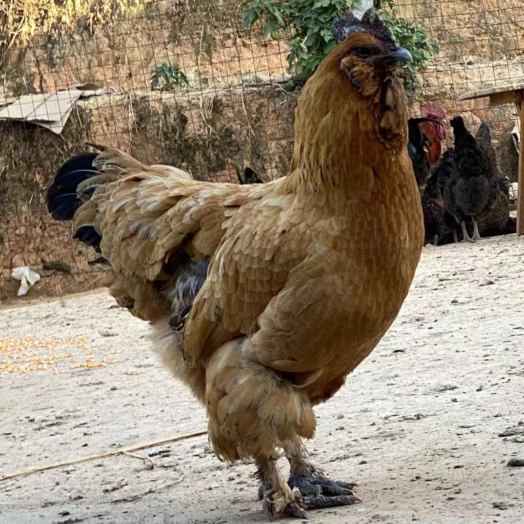 云南农村散养360天以上老母鸡（冷链发货）