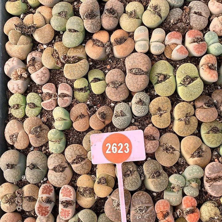 一箭之遥非常好看