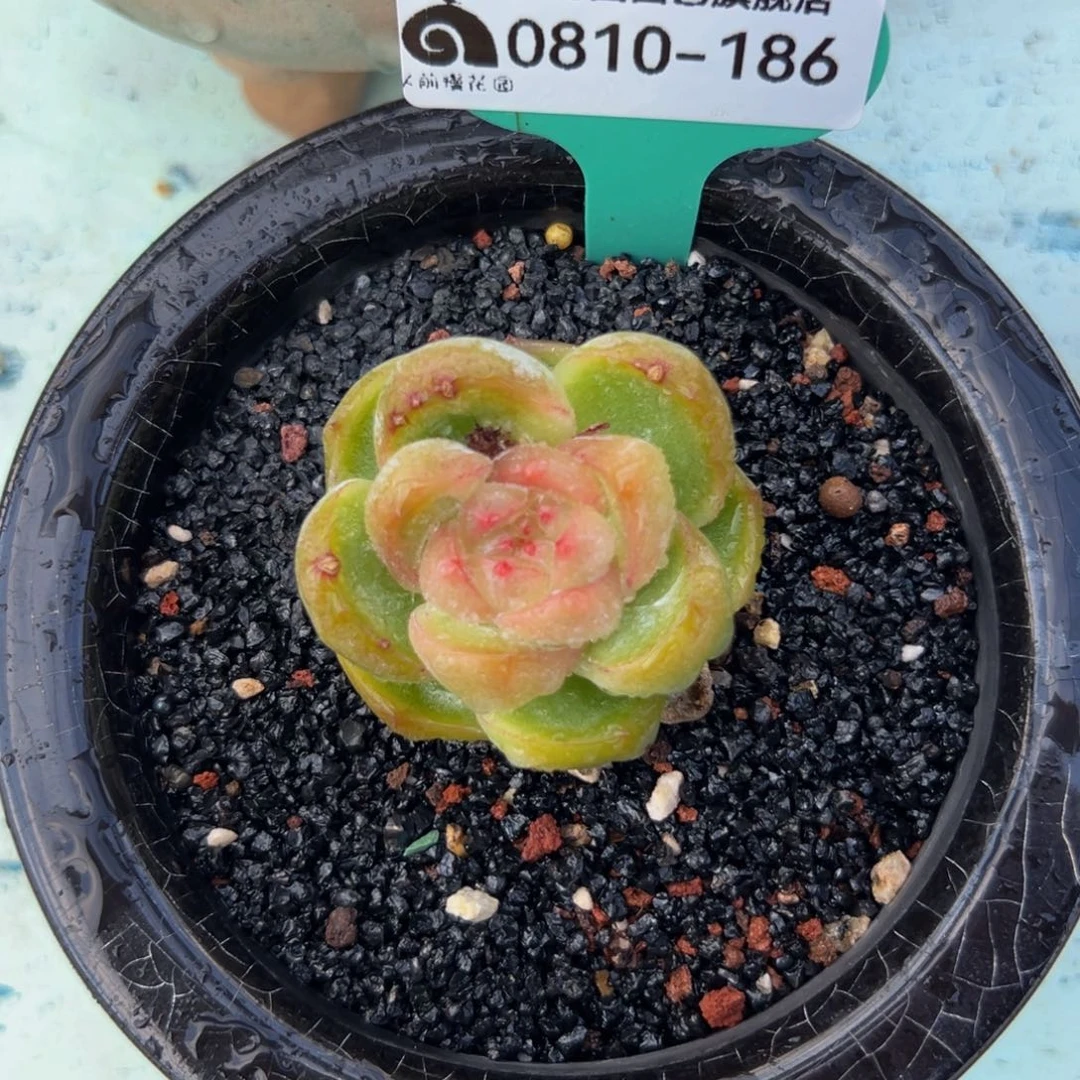 多肉一物一拍0810-186