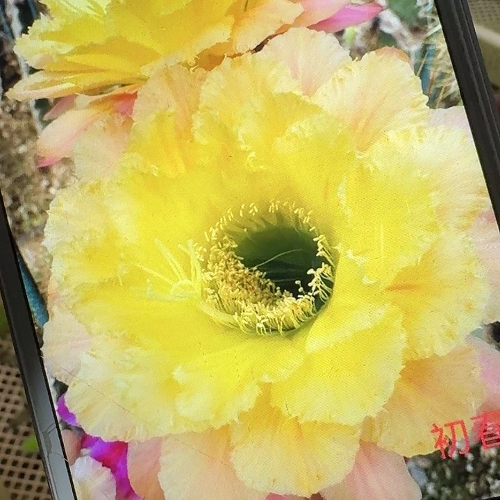 初春侧芽5公分左右毛花柱（20包邮）