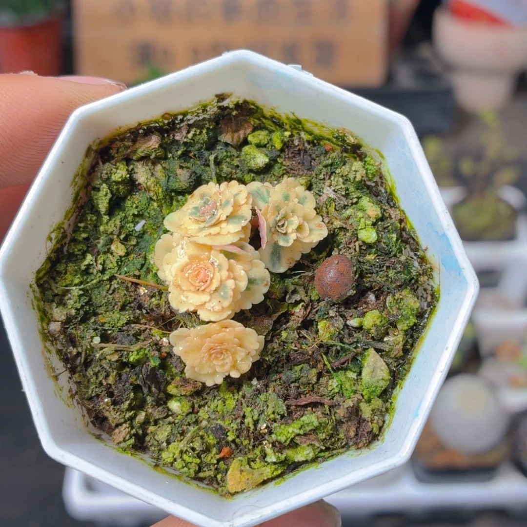 亚特兰蒂斯锦多肉9.9包邮发货