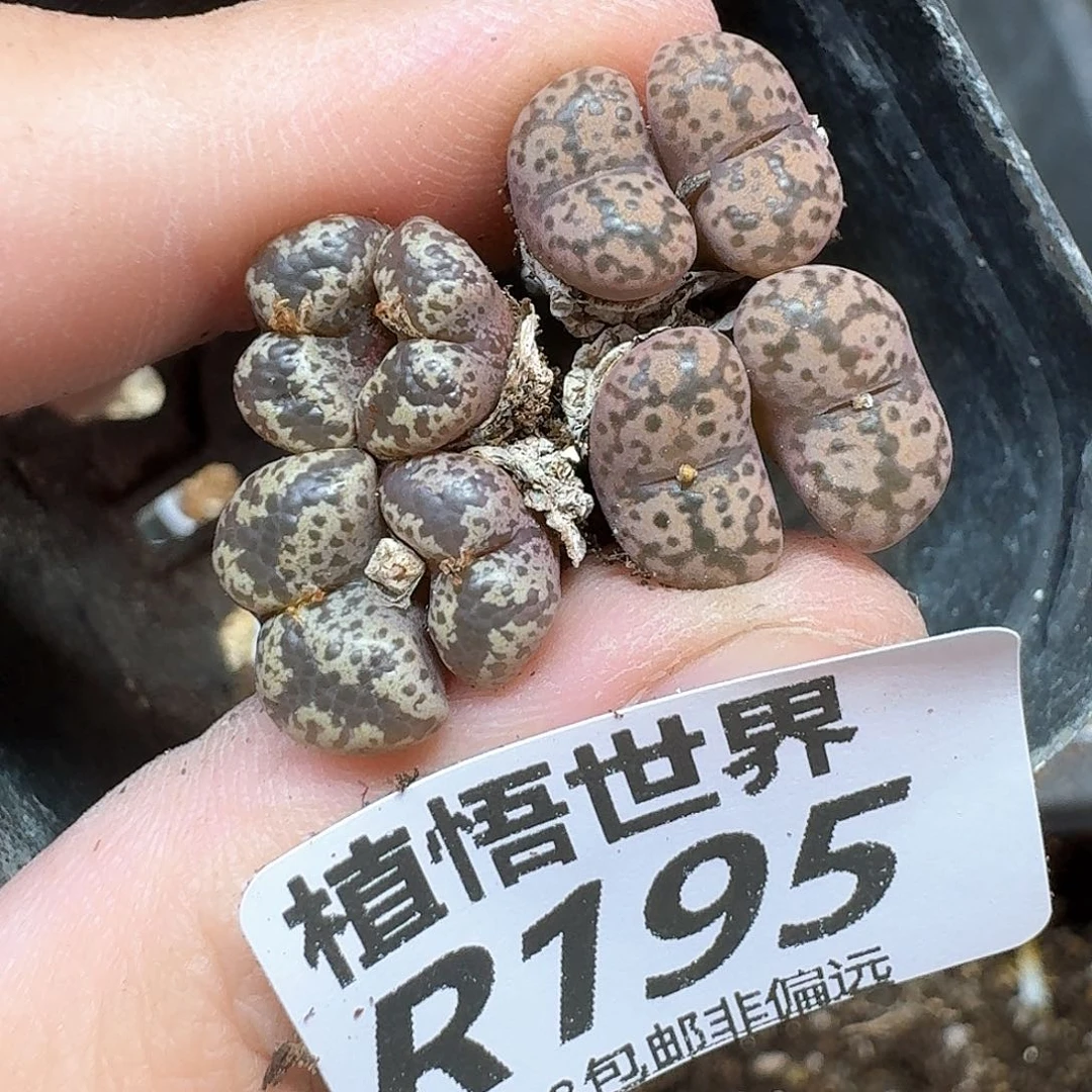 多肉植物多肉植物