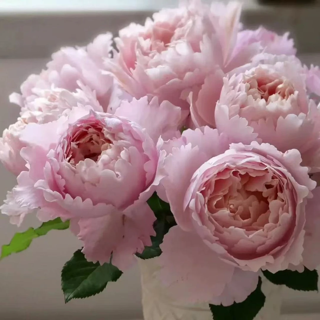 【索菲罗莎大花浓香四季开花】冬眠期修剪1米左右爬藤月季花