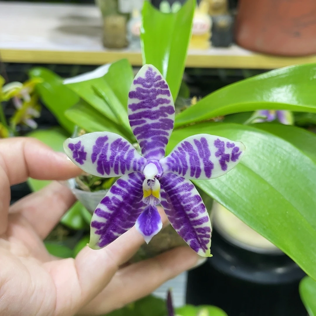 完全开放3681开花