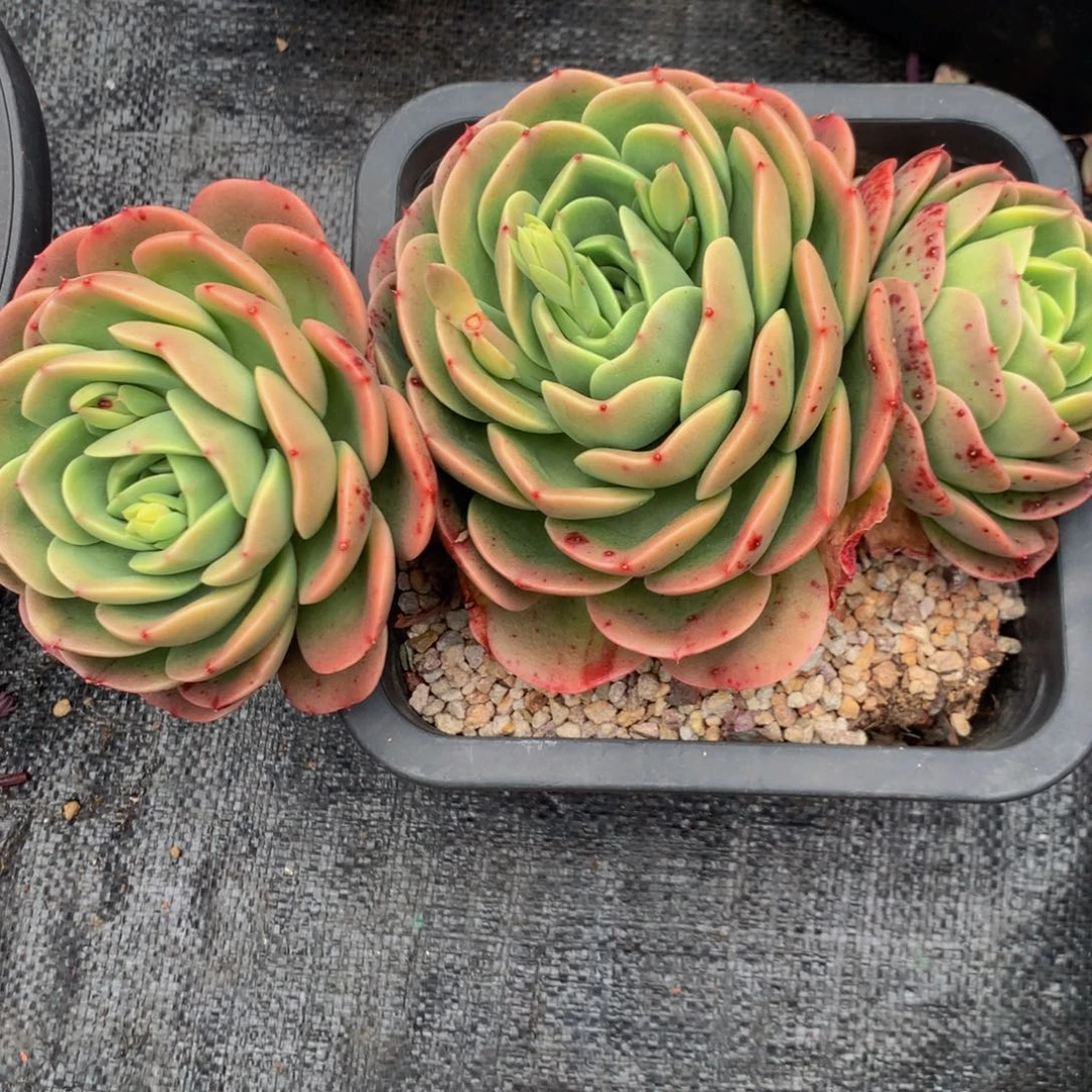 ?****?星娜塔杂交1111111