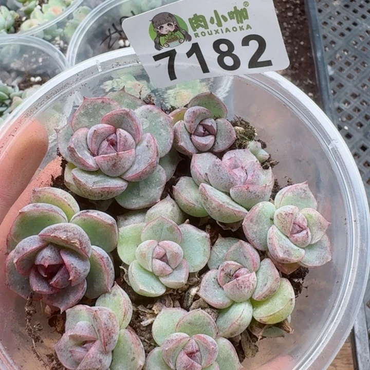多肉植物多肉植物
