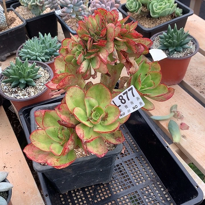 红菱缀化瑕疵处理 不售后