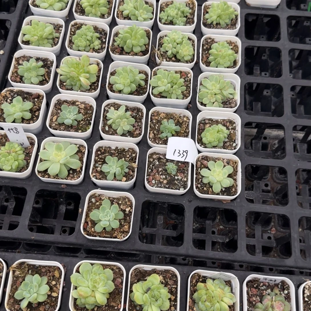 天***播1339竹马一半托满20包邮